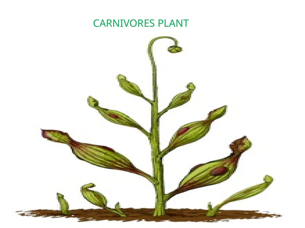 GOOD MORNING STUDENTSS BIO – GEOGRAPHY TOPIC: - slide 16 of 19