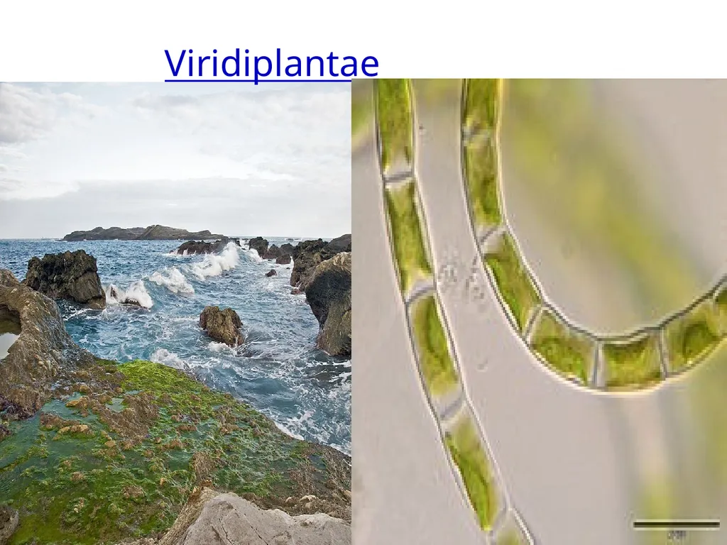 GOOD MORNING STUDENTSS BIO – GEOGRAPHY TOPIC: - slide 4 of 19