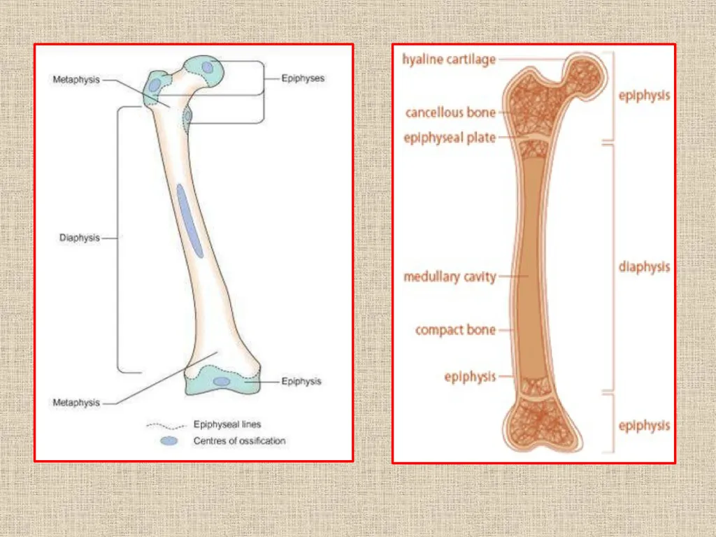 RICKETS VCM-609 Dr. Anil Kumar PG(Medicine) Dept. - slide 3 of 16