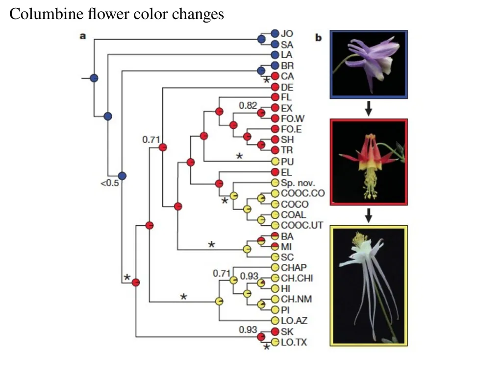The Evolution of Populations Chapter 23 BCOR 012 - slide 18 of 38