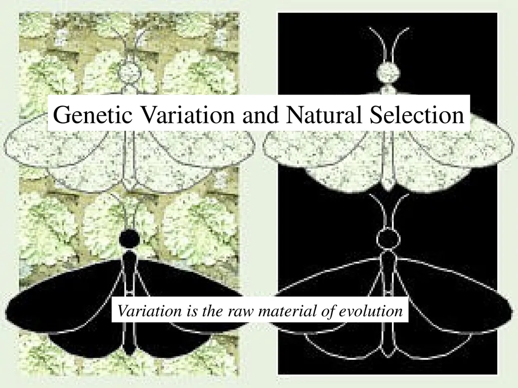 The Evolution of Populations Chapter 23 BCOR 012 - slide 24 of 38