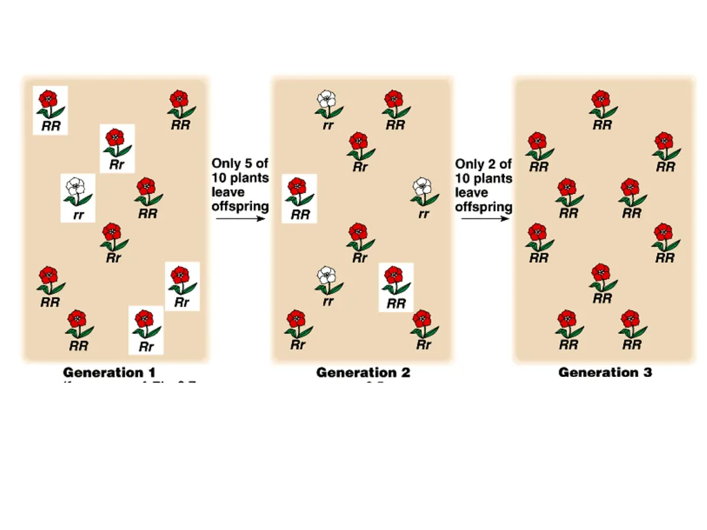 The Evolution of Populations Chapter 23 BCOR 012 - slide 17 of 38