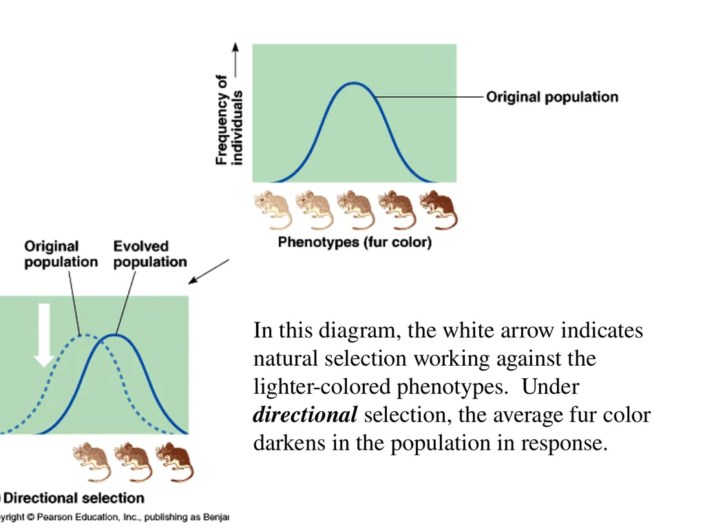 The Evolution of Populations Chapter 23 BCOR 012 - slide 27 of 38