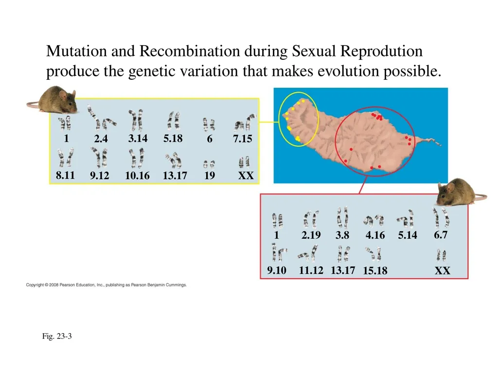 The Evolution of Populations Chapter 23 BCOR 012 - slide 6 of 38