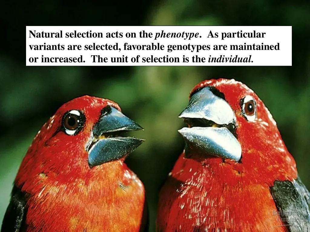 The Evolution of Populations Chapter 23 BCOR 012 - slide 25 of 38