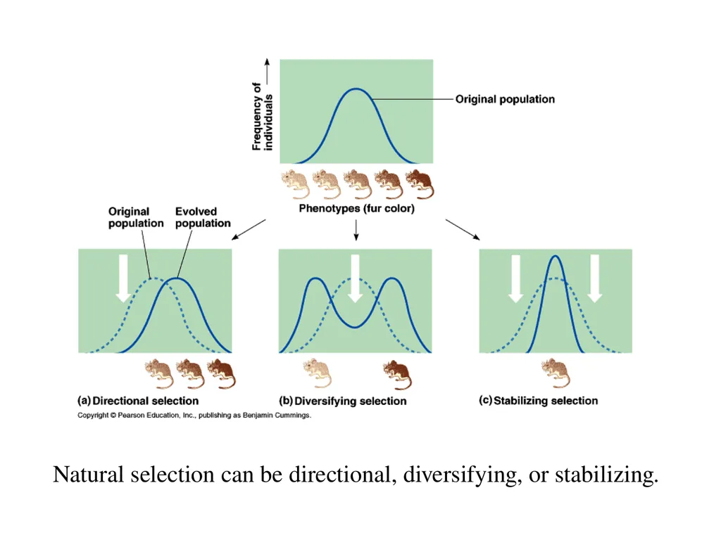 The Evolution of Populations Chapter 23 BCOR 012 - slide 26 of 38