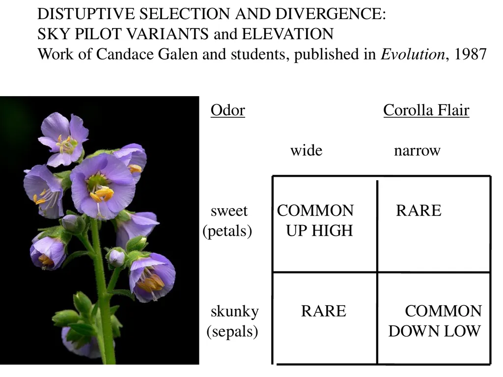 The Evolution of Populations Chapter 23 BCOR 012 - slide 31 of 38
