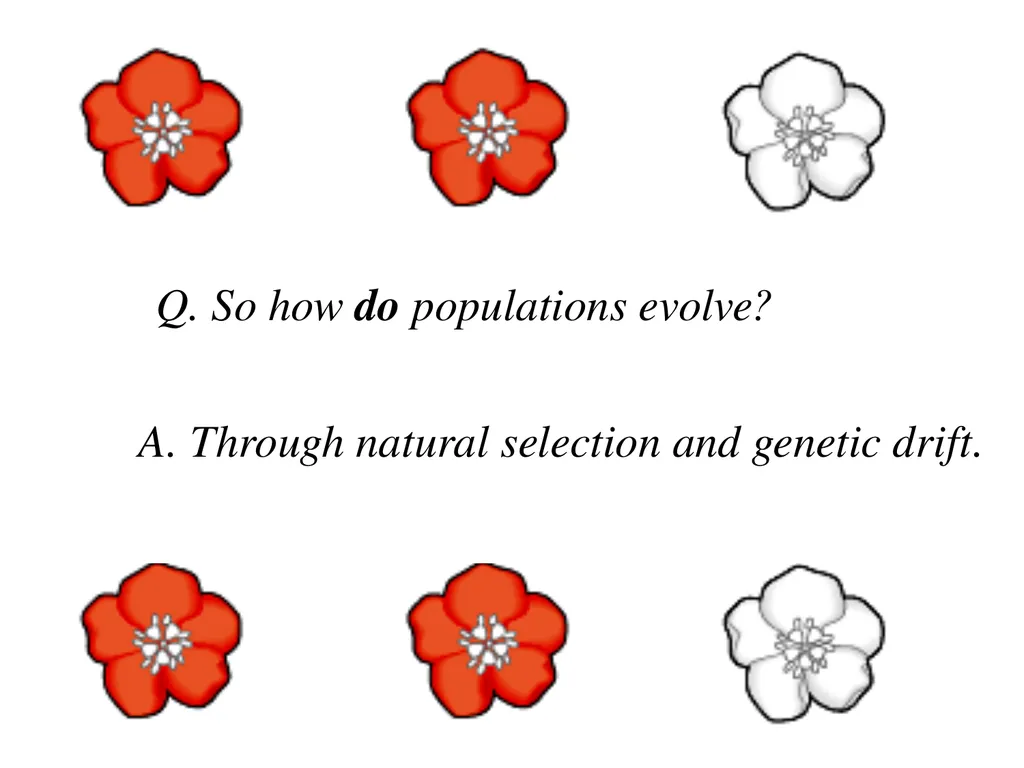 The Evolution of Populations Chapter 23 BCOR 012 - slide 16 of 38