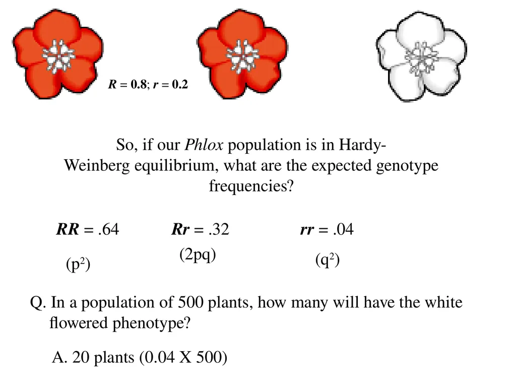 The Evolution of Populations Chapter 23 BCOR 012 - slide 12 of 38