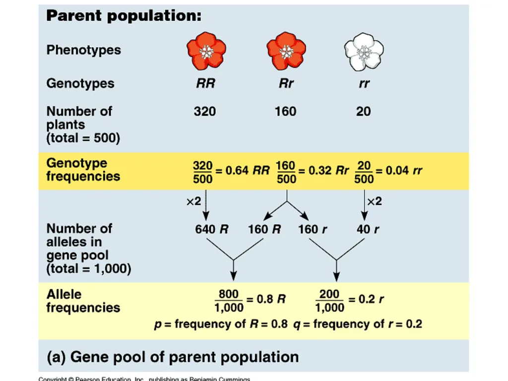 The Evolution of Populations Chapter 23 BCOR 012 - slide 13 of 38