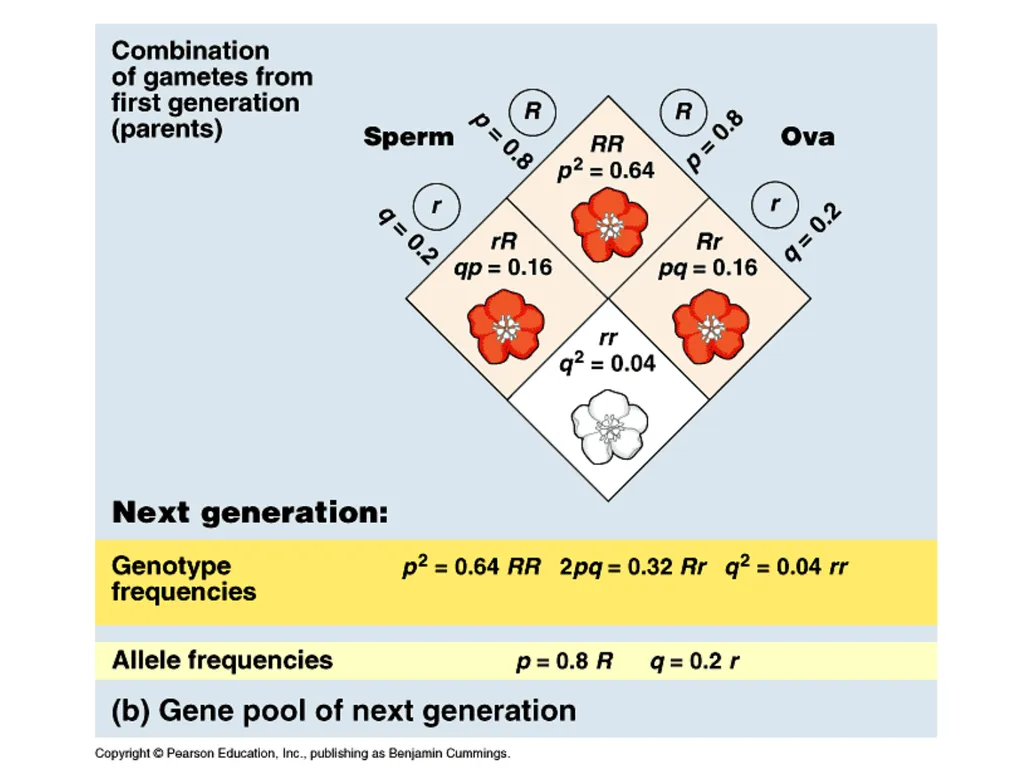 The Evolution of Populations Chapter 23 BCOR 012 - slide 14 of 38