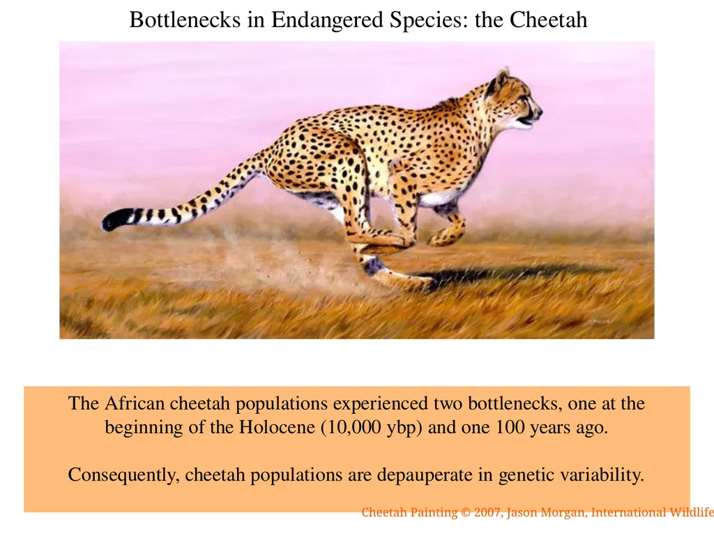 The Evolution of Populations Chapter 23 BCOR 012 - slide 35 of 38
