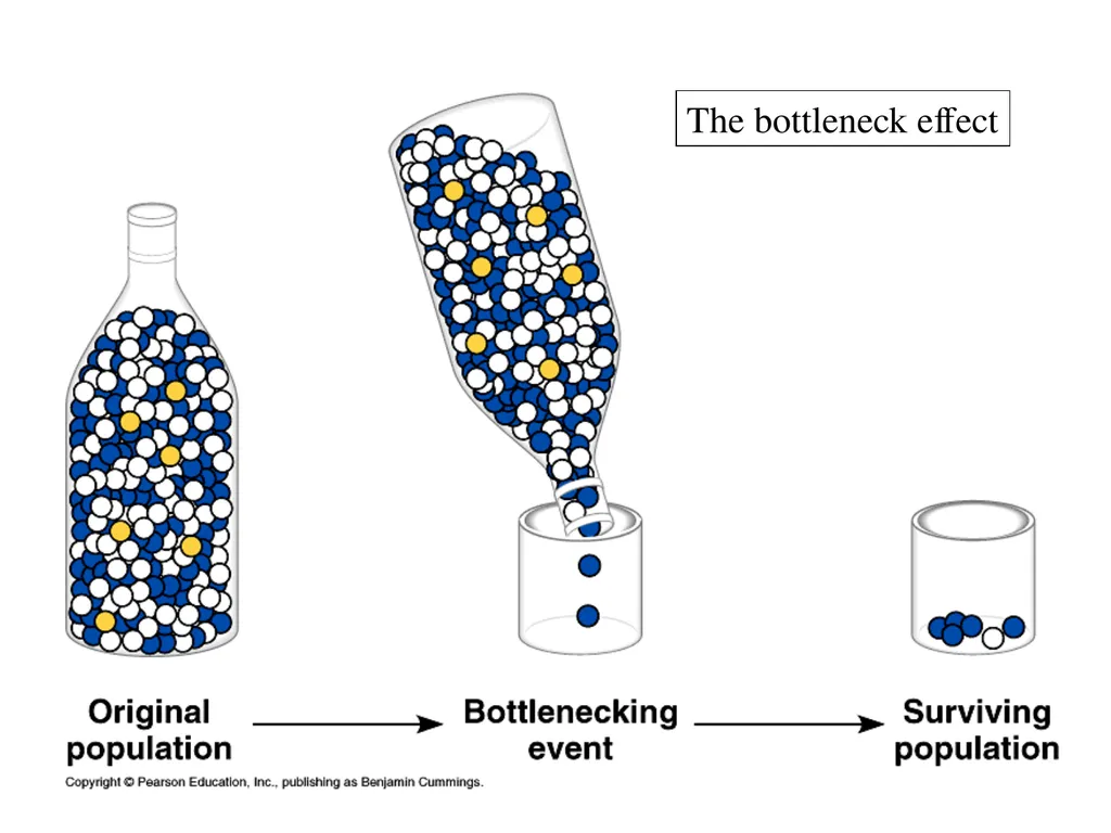 The Evolution of Populations Chapter 23 BCOR 012 - slide 34 of 38