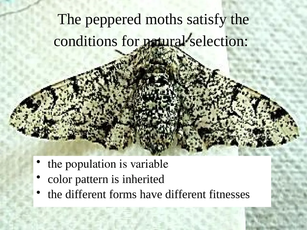 The Evolution of Populations Chapter 23 BCOR 012 - slide 23 of 38