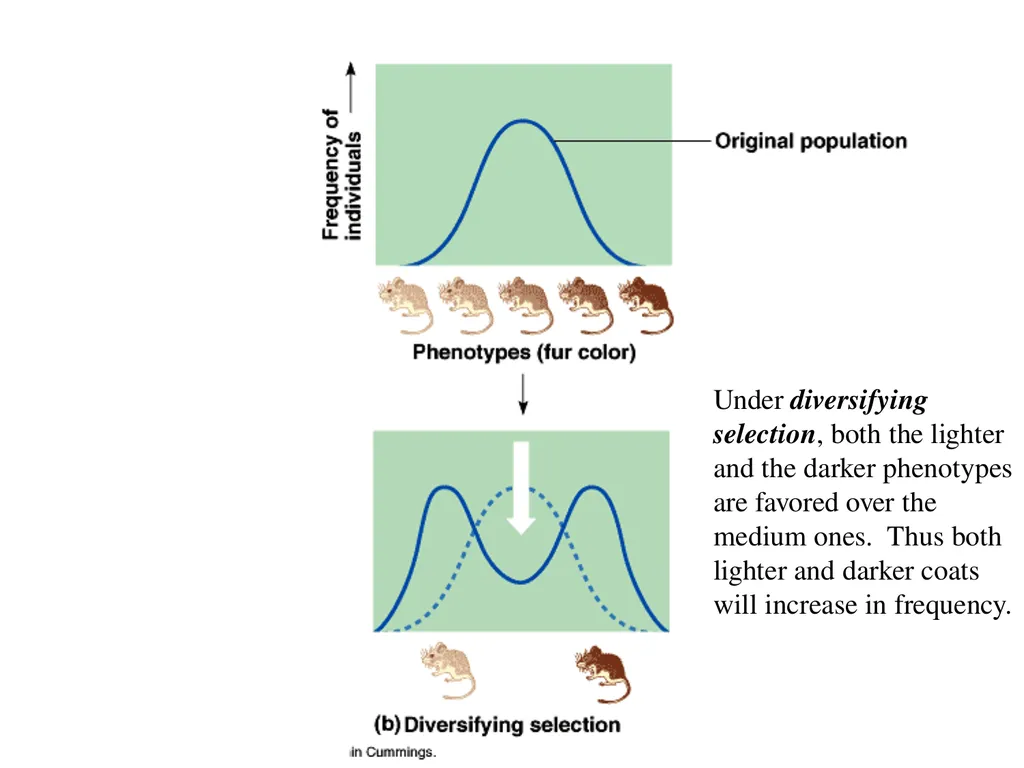 The Evolution of Populations Chapter 23 BCOR 012 - slide 29 of 38