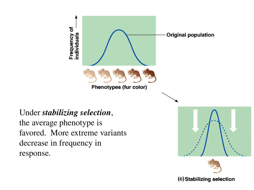 The Evolution of Populations Chapter 23 BCOR 012 - slide 28 of 38