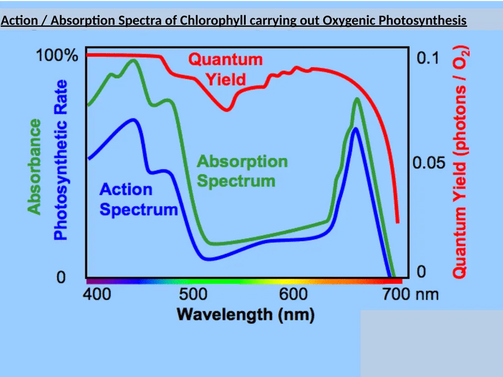 Could Planets orbiting Red Dwarf Stars support - slide 8 of 14