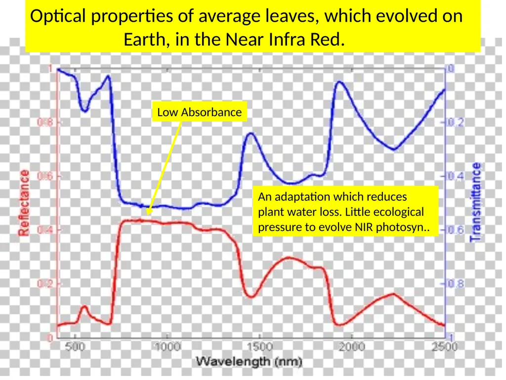 Could Planets orbiting Red Dwarf Stars support - slide 11 of 14