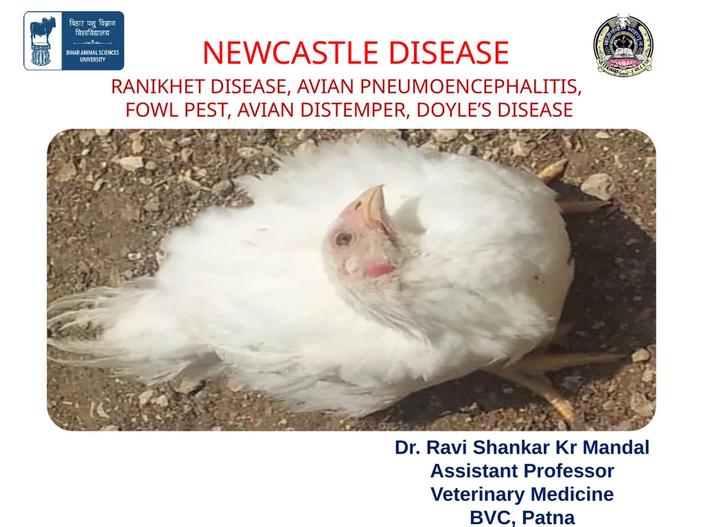 NEWCASTLE DISEASE RANIKHET DISEASE, AVIAN - slide 1 of 14