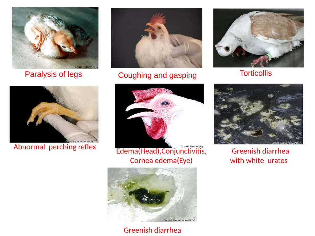 NEWCASTLE DISEASE RANIKHET DISEASE, AVIAN - slide 8 of 14