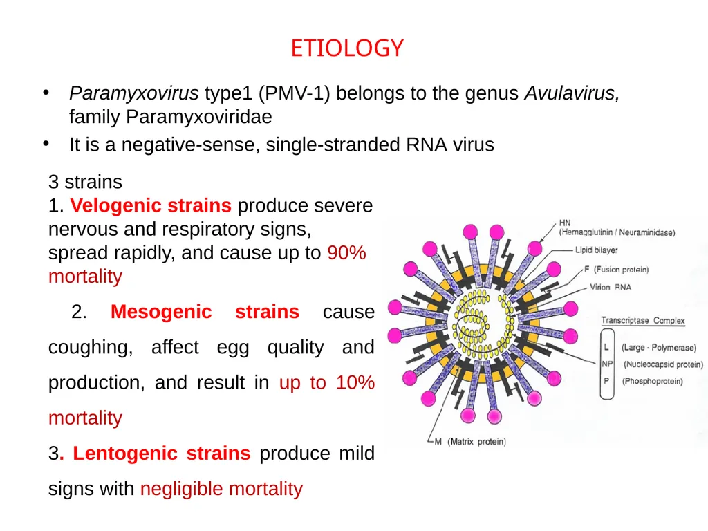 NEWCASTLE DISEASE RANIKHET DISEASE, AVIAN - slide 3 of 14