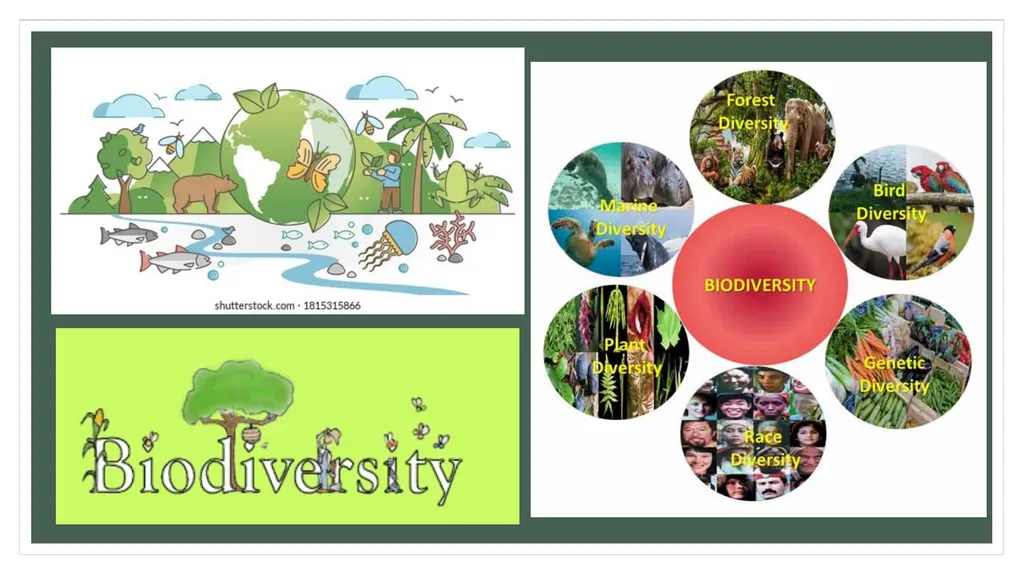 Loss of bio-diversity Prepared by Anindita - slide 3 of 10