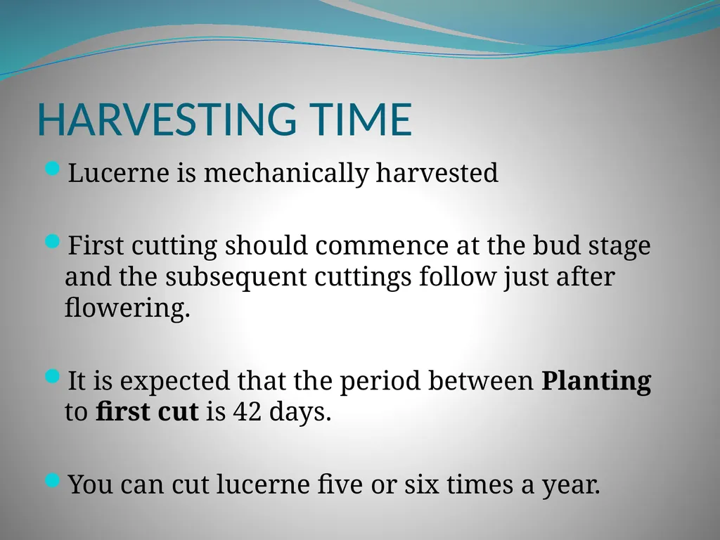 PRODUCTION AND MARKETING OF LUCERNE NTOKOZO - slide 16 of 34