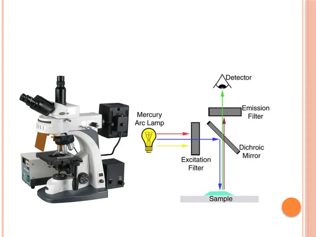 Fluorescent Microscopy What Is Fluorescent - slide 3 of 22