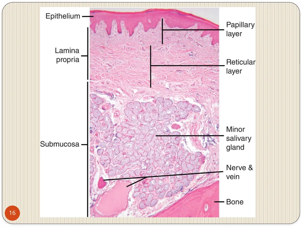 MAHARASHTRA INSTITUTE OF DENTAL SCIENCES AND - slide 16 of 31