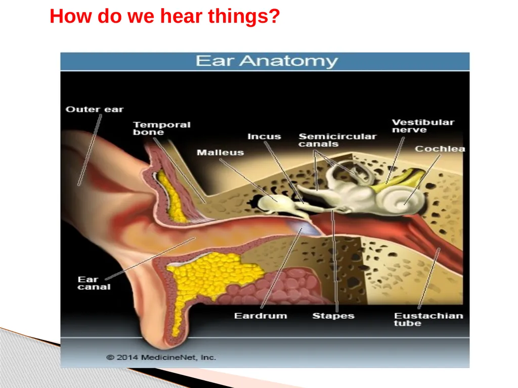 DEAFNESS,,,,,HEARING LOSS Asst.prof dr.FALIH - slide 5 of 48