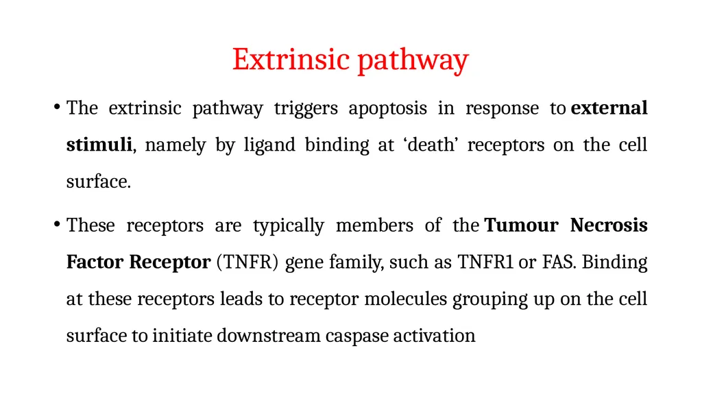 Apoptosis: Intrinsic and Extrinsic Apoptosis - slide 13 of 18