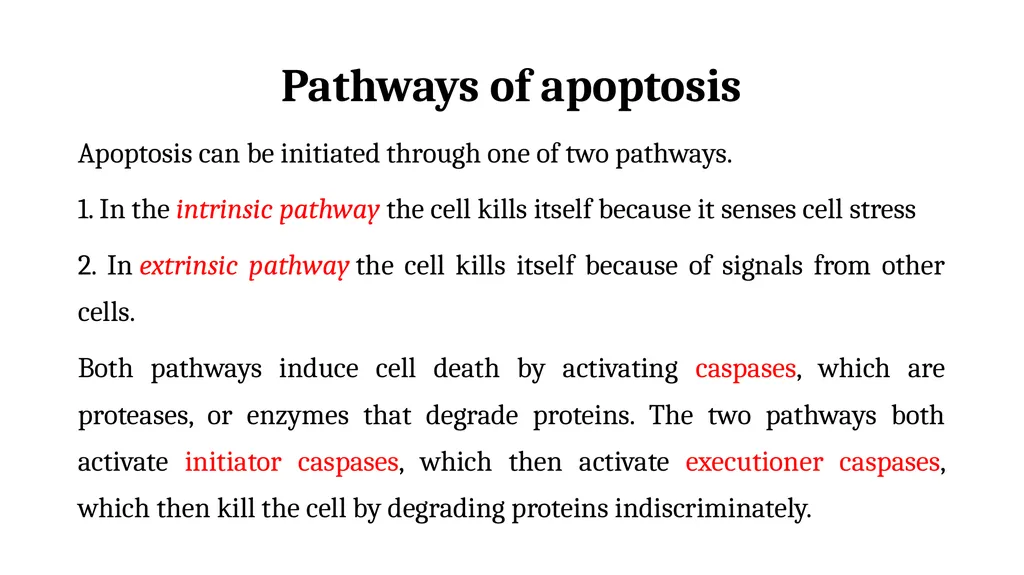 Apoptosis: Intrinsic and Extrinsic Apoptosis - slide 5 of 18