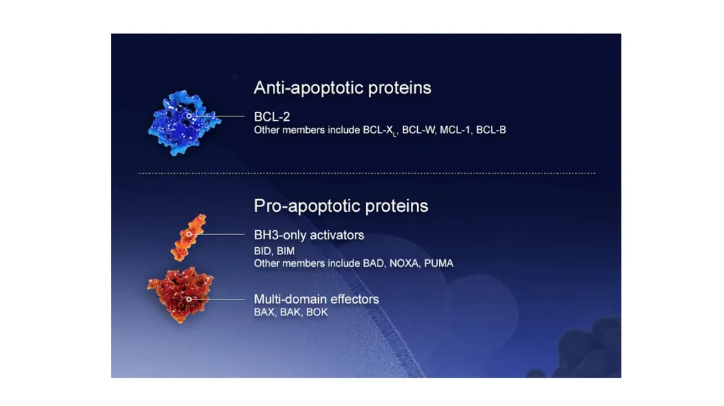 Apoptosis: Intrinsic and Extrinsic Apoptosis - slide 10 of 18