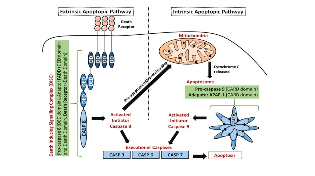 Apoptosis: Intrinsic and Extrinsic Apoptosis - slide 12 of 18