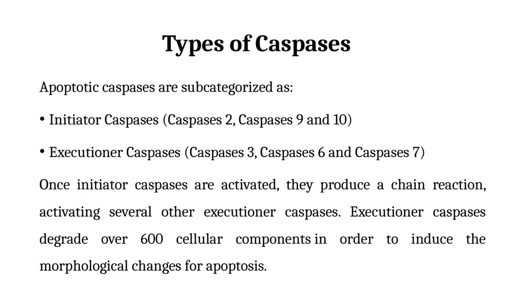 Apoptosis: Intrinsic and Extrinsic Apoptosis - slide 17 of 18