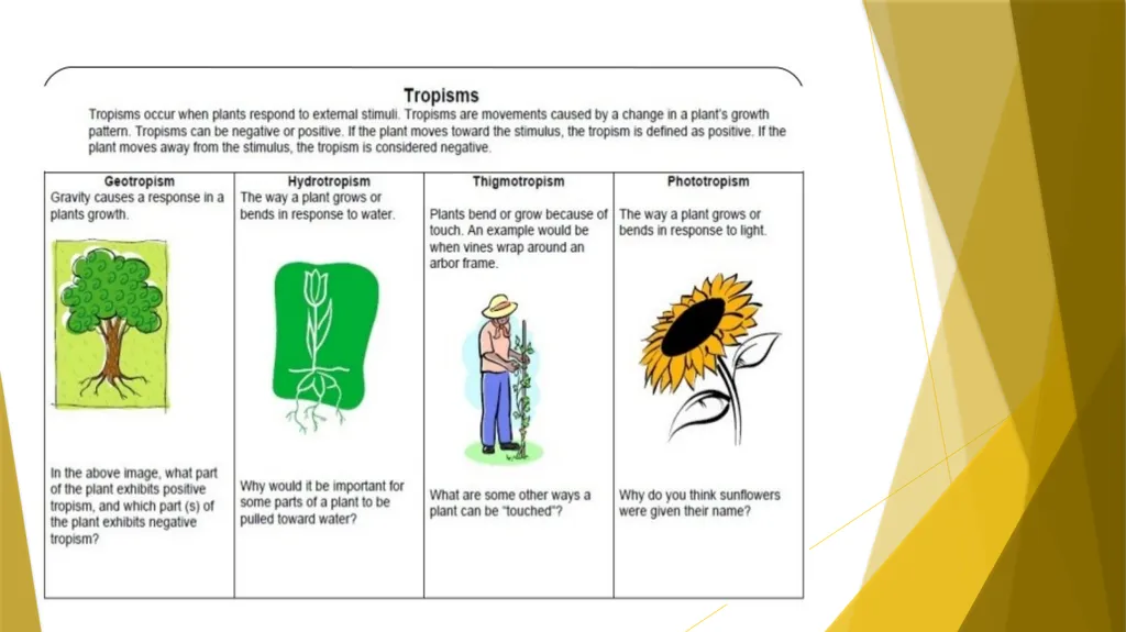 Animal Behavior BY : DR.NILOFER SYED THANKS - slide 10 of 14
