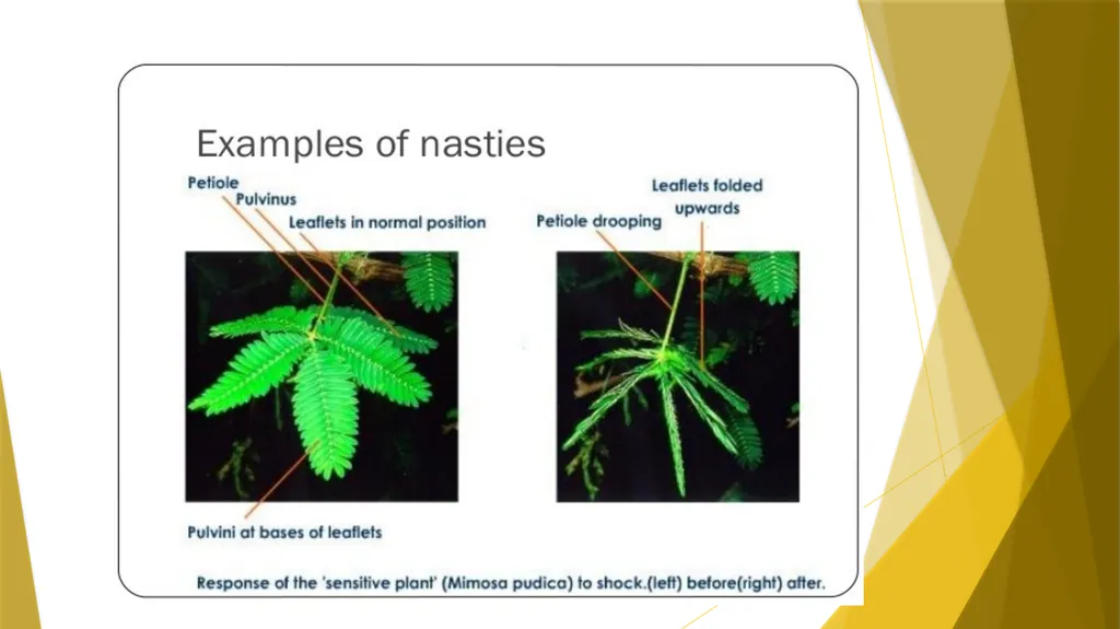 Animal Behavior BY : DR.NILOFER SYED THANKS - slide 13 of 14