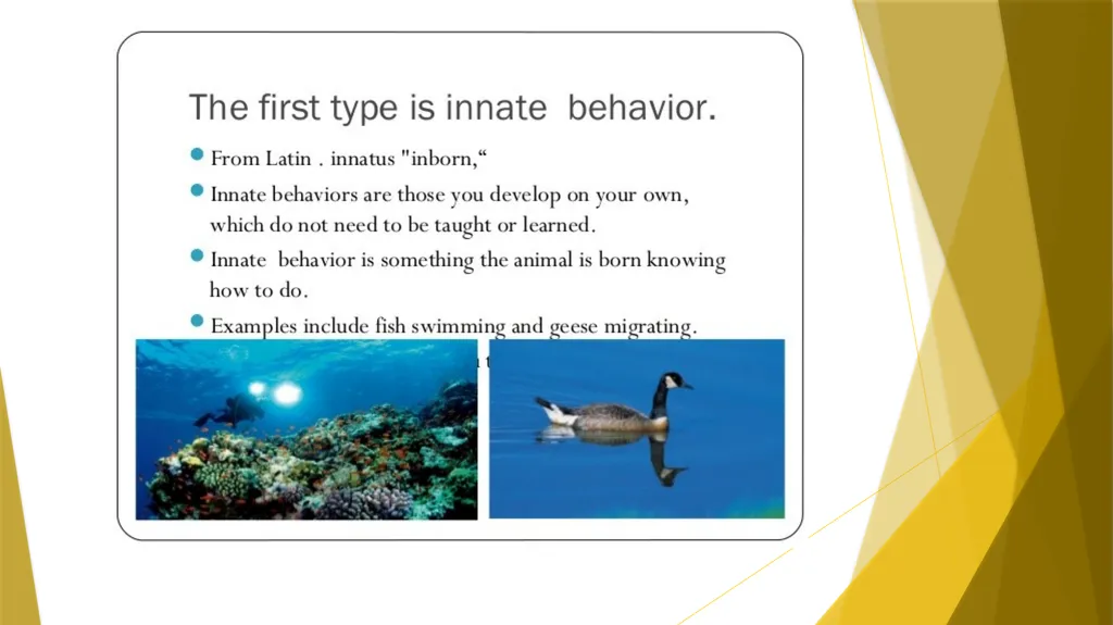 Animal Behavior BY : DR.NILOFER SYED THANKS - slide 2 of 14
