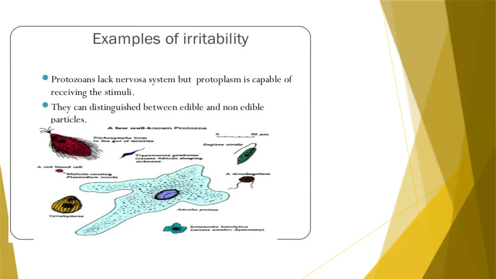 Animal Behavior BY : DR.NILOFER SYED THANKS - slide 6 of 14