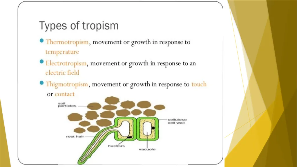 Animal Behavior BY : DR.NILOFER SYED THANKS - slide 9 of 14