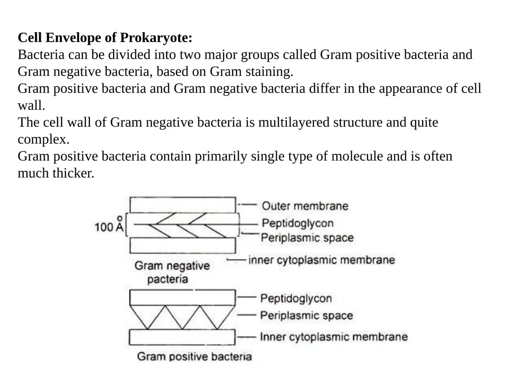 STRUCTURE AND CHEMICAL COMPOSITION OF BACTERIA - slide 9 of 28