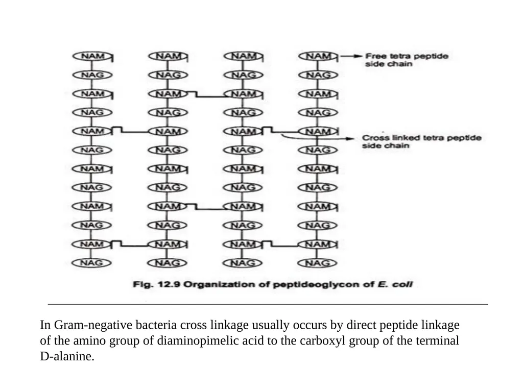 STRUCTURE AND CHEMICAL COMPOSITION OF BACTERIA - slide 11 of 28