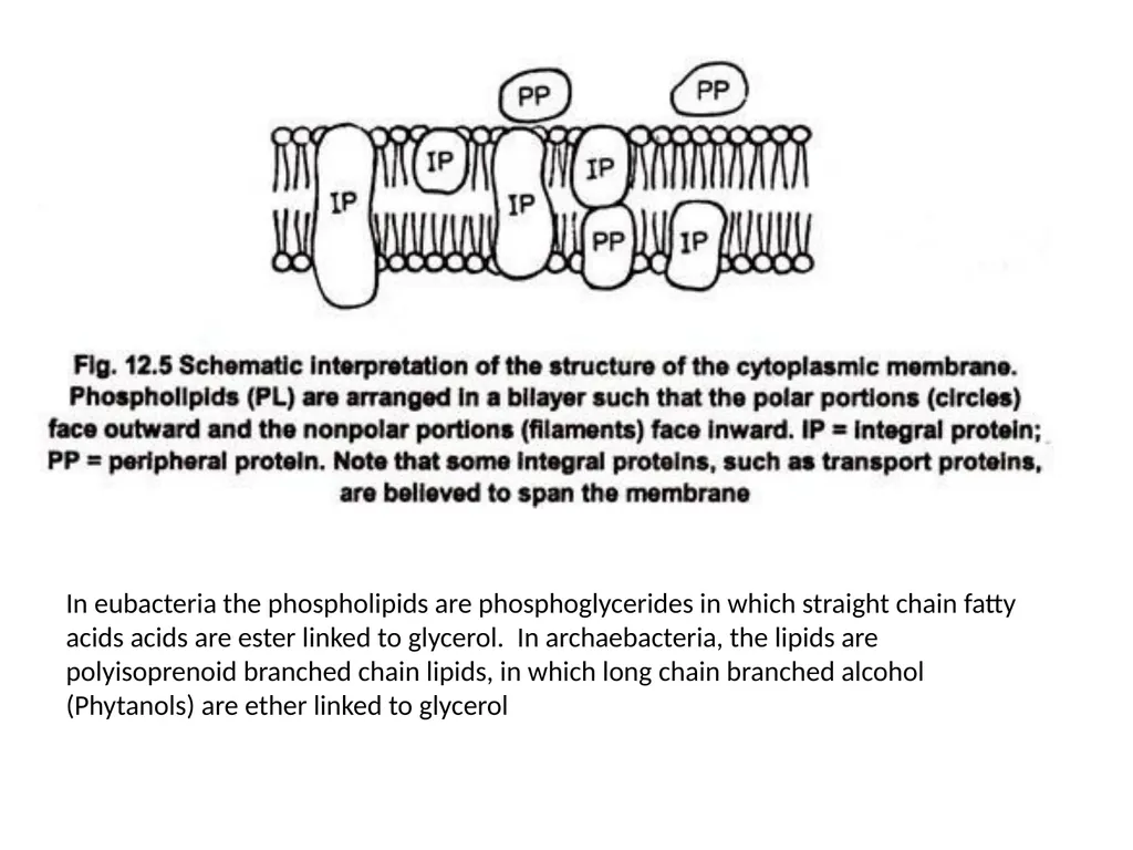 STRUCTURE AND CHEMICAL COMPOSITION OF BACTERIA - slide 7 of 28
