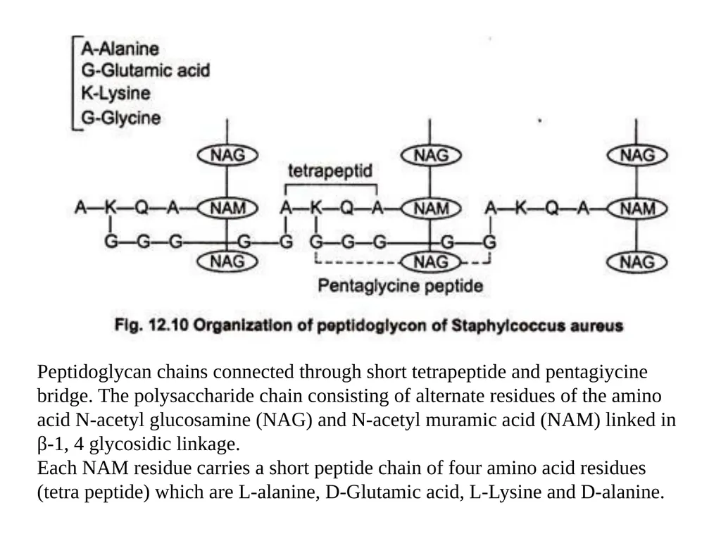STRUCTURE AND CHEMICAL COMPOSITION OF BACTERIA - slide 12 of 28