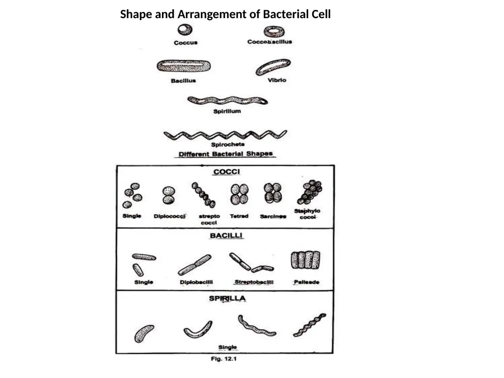 STRUCTURE AND CHEMICAL COMPOSITION OF BACTERIA - slide 3 of 28