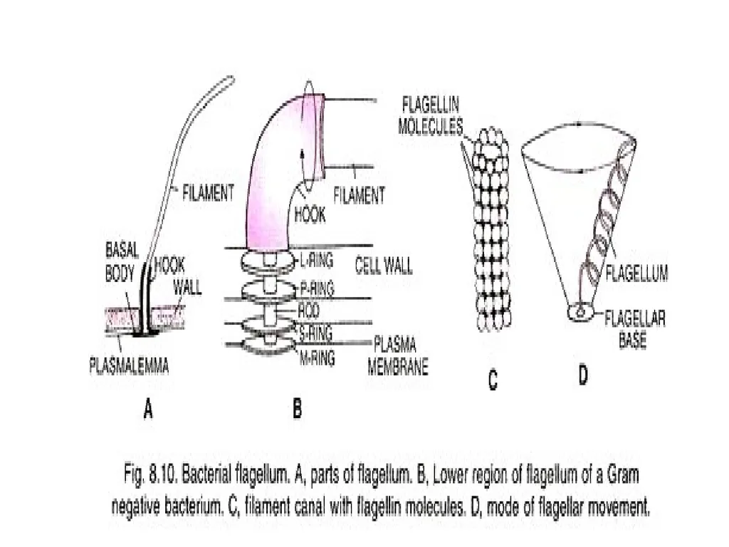 STRUCTURE AND CHEMICAL COMPOSITION OF BACTERIA - slide 27 of 28
