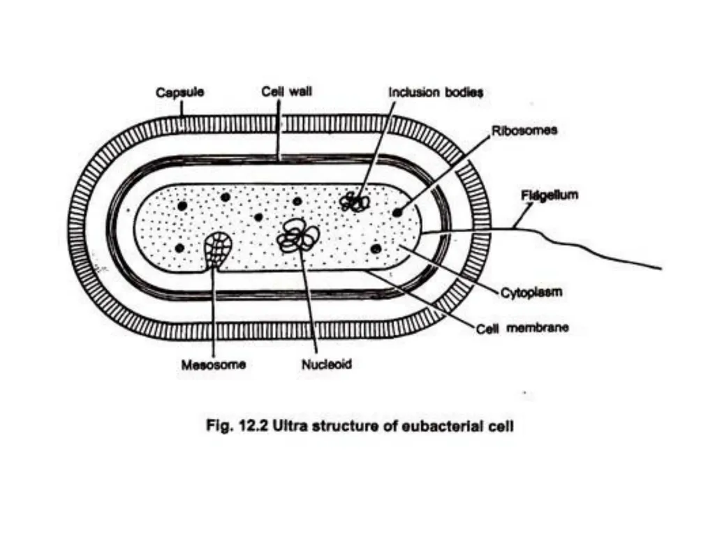 STRUCTURE AND CHEMICAL COMPOSITION OF BACTERIA - slide 4 of 28