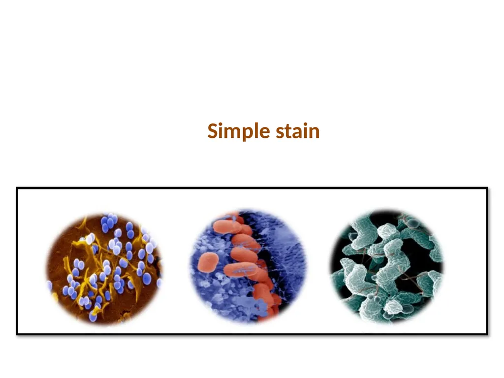 Simple stain Bacterial Morphology Bacteria: are - slide 1 of 13