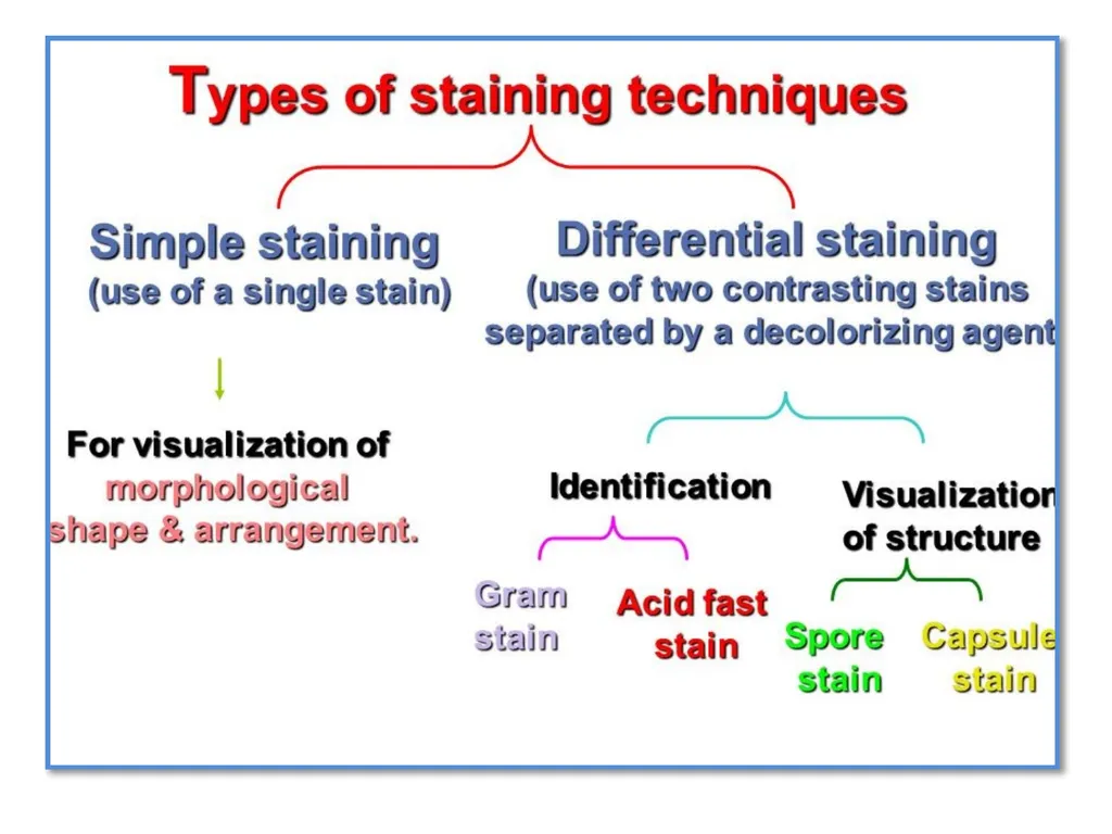 Simple stain Bacterial Morphology Bacteria: are - slide 10 of 13