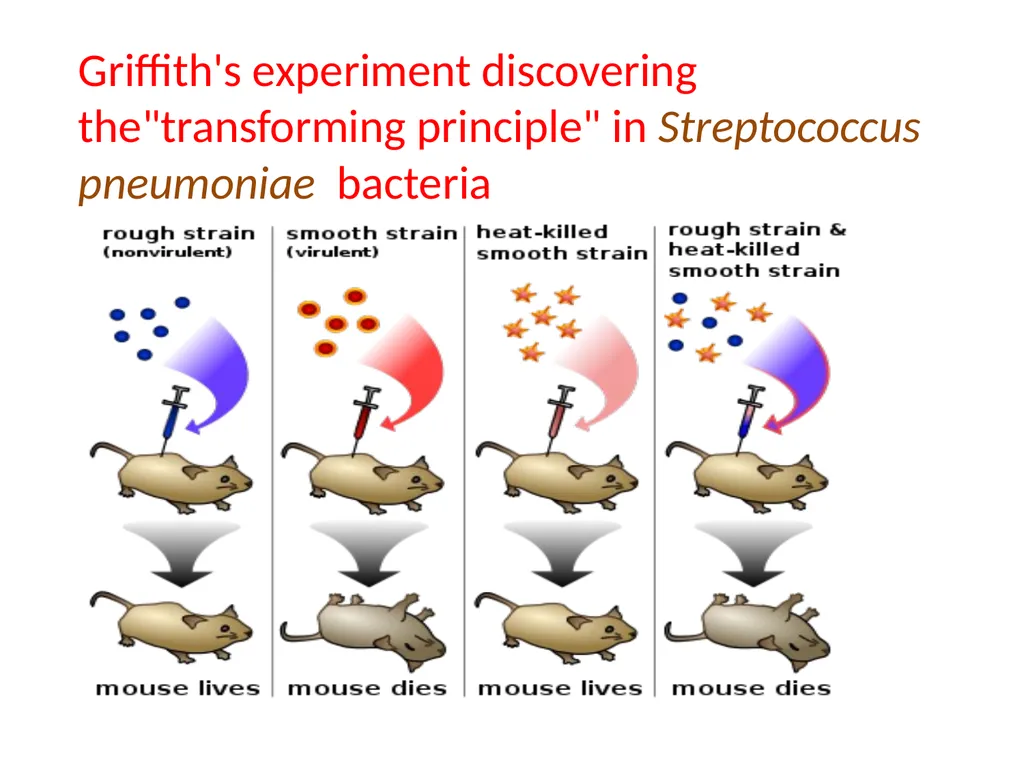 Molecular biology first and second lectures - slide 4 of 19